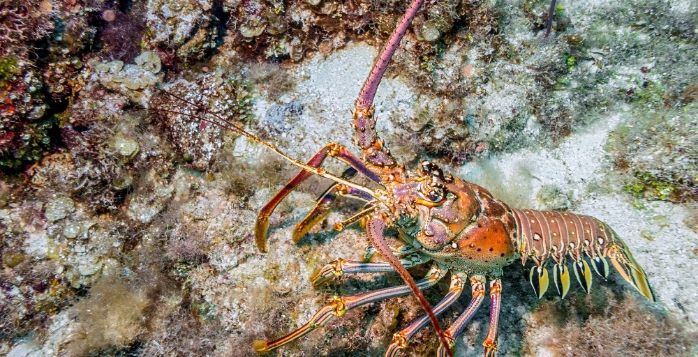 Imagen de langosta en el Caribe