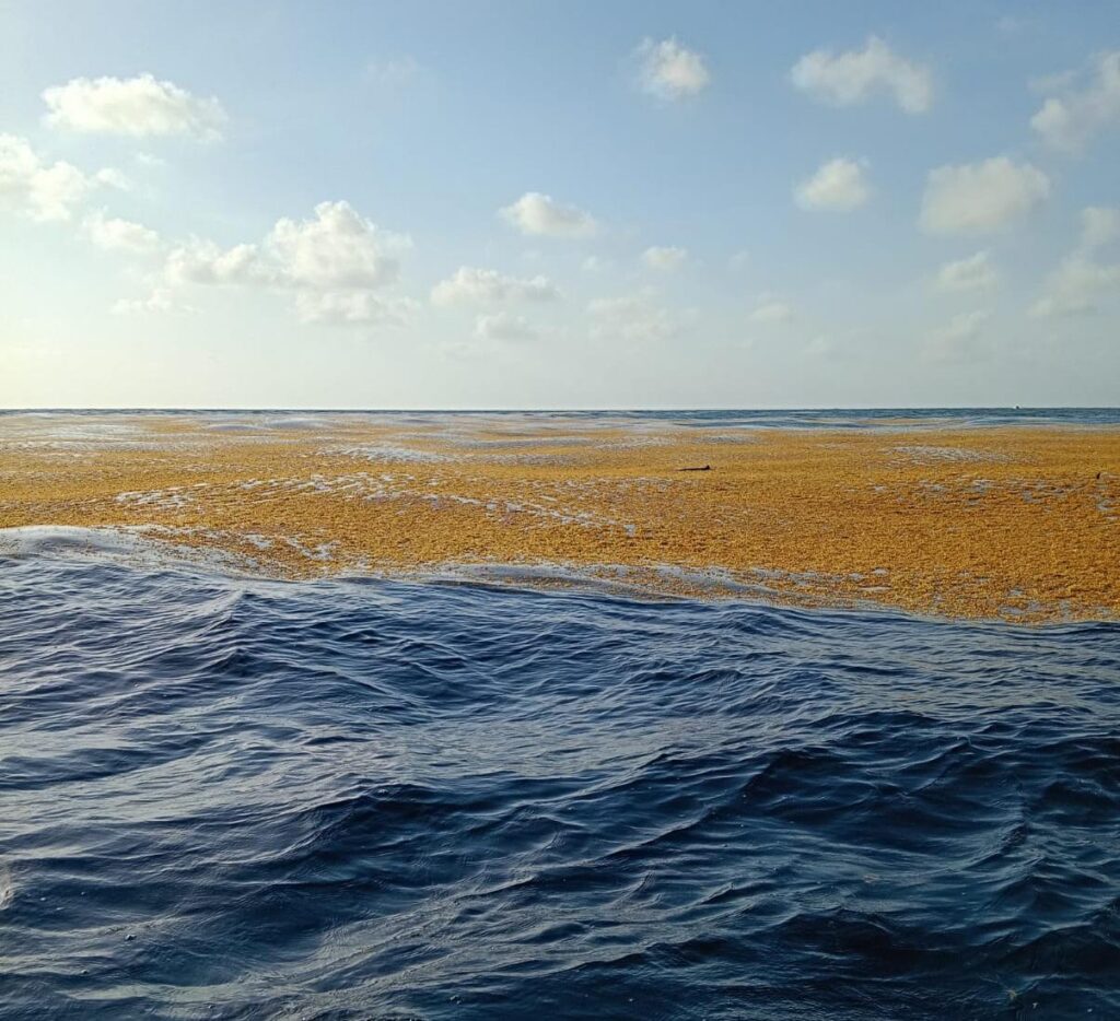 sargazo-caribe-junio3
