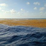 sargazo-caribe-junio3